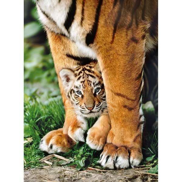 500 pieces puzzle: Bengal tiger - Clementoni-35046
