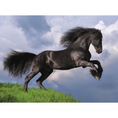 500 pieces puzzle: Black Friesian horse