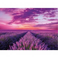 Puzzle 1000 piezas: Campo de lavanda