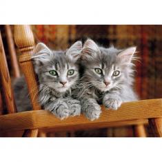  Puzzle Compact 500 pièces : Chatons