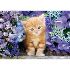 Puzzle Compact 500 pieces : Ginger Cat 