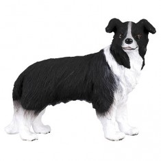 Border Collie Dog