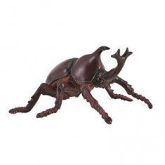 Insect - Nasicorn Beetle