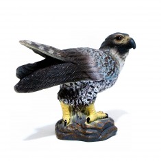 Peregrine Falcon