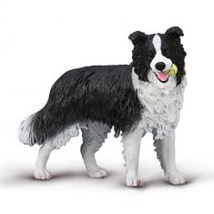 Figure: Border Collie - (L)