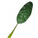 Miniature Giant Banana Leaf (101cm)
