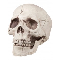 Skeleton Skull Decoration