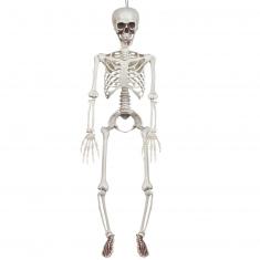 Articulated hanging skeleton 90cm