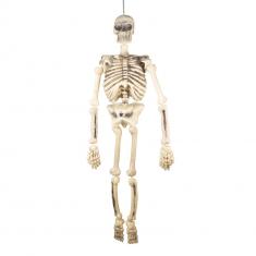 Articulated skeleton - 150 cm