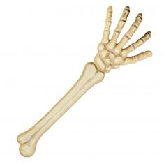 Skeleton arm 46cm