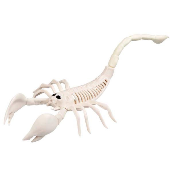 Scorpion Skeleton - RDLF-72401