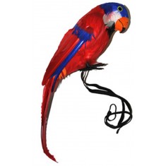 Jaquot The Parrot Decoration