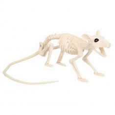 Rat Skeleton