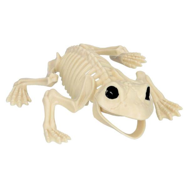 Frog Skeleton - RDLF-72408