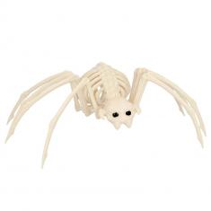 Spider Skeleton