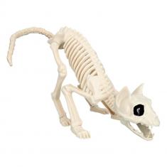 Cat Skeleton