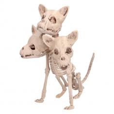 Cerberus Skeleton