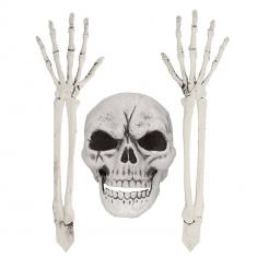 Skeleton set: Skull and arms