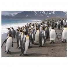 Puzzle de 1000 piezas: pingüinos