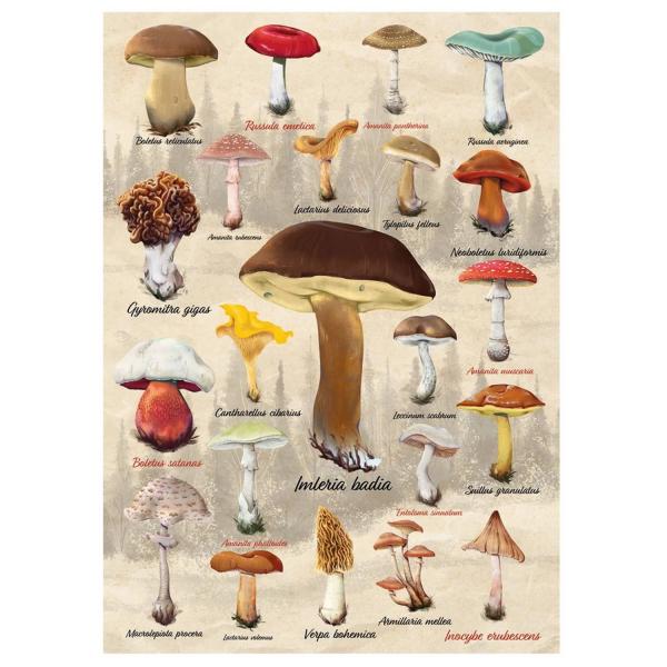 1000 pieces puzzle: Mushroom collage - Dino-533097