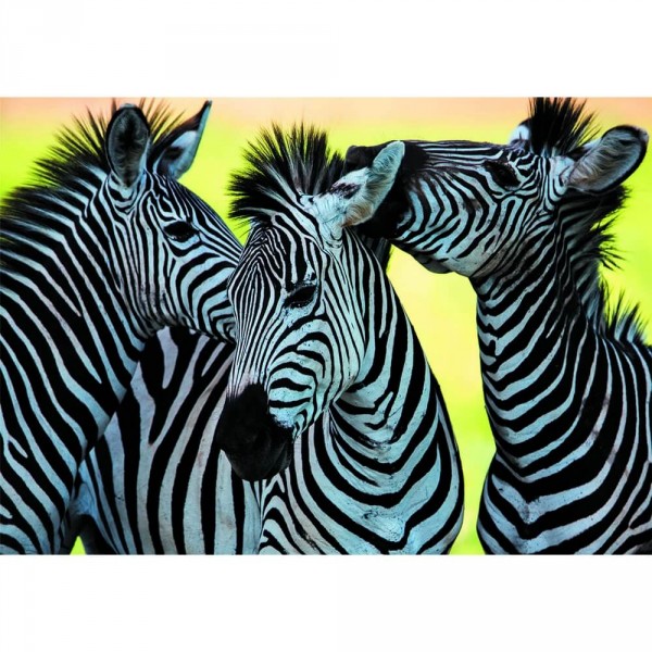 500 pieces puzzle: The three zebras - Dino-502260