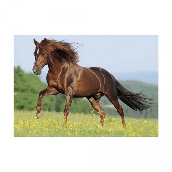 Puzzle de 500 piezas: Un caballo en un prado - Dino-502413