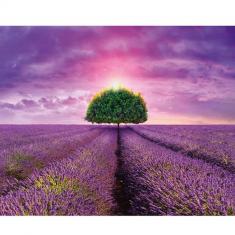 Puzzle 2000 pieces: Lavender fields