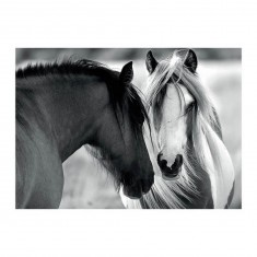 black and white horses 1000  new