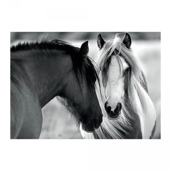 black and white horses 1000  new - Dino-532618
