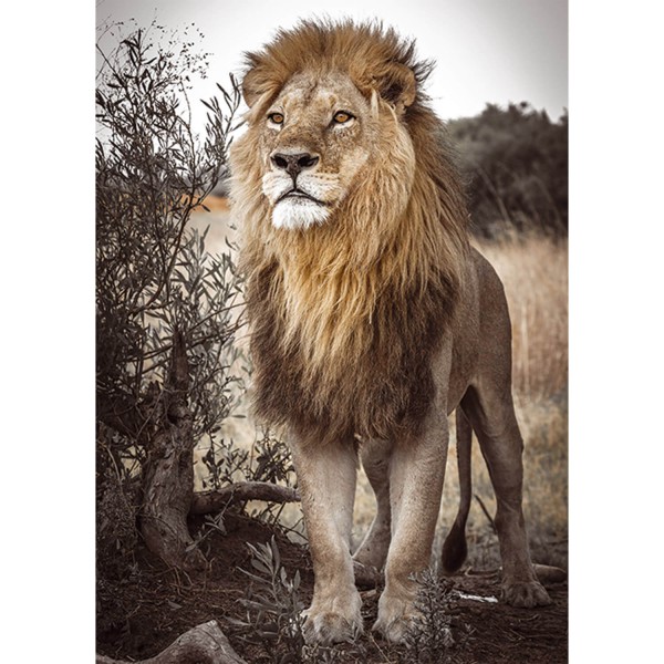 500 pieces puzzle: proud lion - Diset-18523