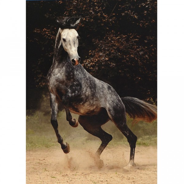1000 pieces Jigsaw Puzzle - Horses: Speckled horse - Dtoys-65988PH02