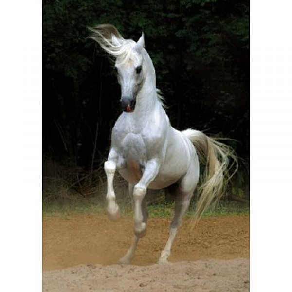 1000 pieces Jigsaw Puzzle - Horses: White horse - Dtoys-65988PH01