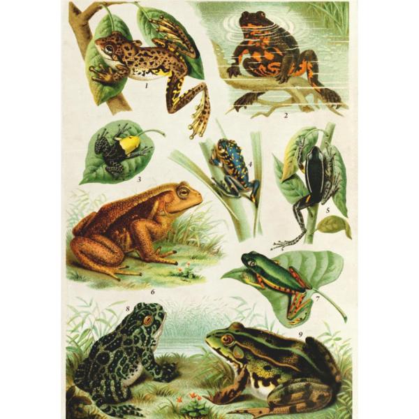 1000 pieces puzzle: Encyclopedia: Frogs  - Dtoys-75703