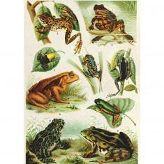 Puzzle 1000 pièces : Encyclopedia : Grenouilles 