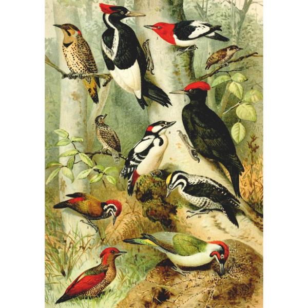 1000 pieces puzzle: Encyclopedia: Birds  - Dtoys-75994
