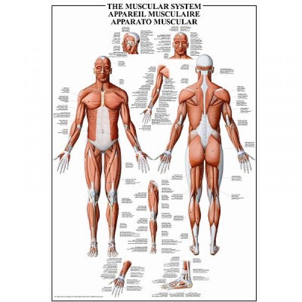 Puzzle 1000 pièces - Science : Les muscles du corps humain - Ricordi-58019