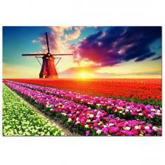 Puzzle 1500 PIEZAS: CAMPOS DE TULIPANES