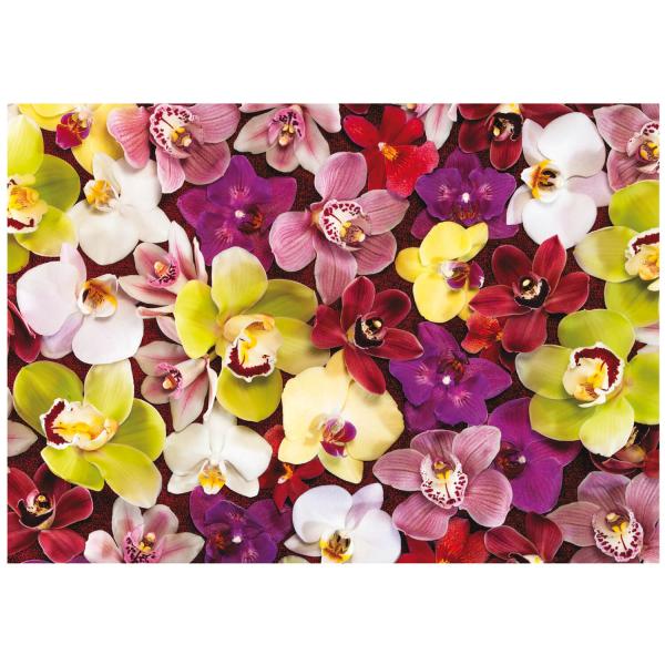 1000 piece puzzle : Orchids - Educa-19558