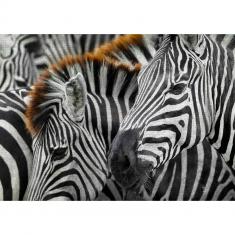Puzzle 1000 pièces : Zebras  
