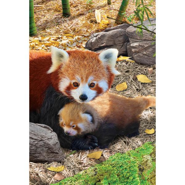 Puzzle 250 pièces : Collection Save our planet : Pandas rouges - EuroG-8251-5557