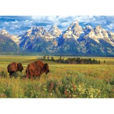 1000 piece puzzle : Grand Teton National Park