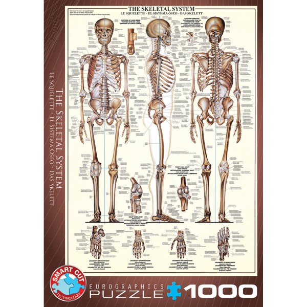 1000 pieces puzzle: the skeleton - EuroG-6000-3970