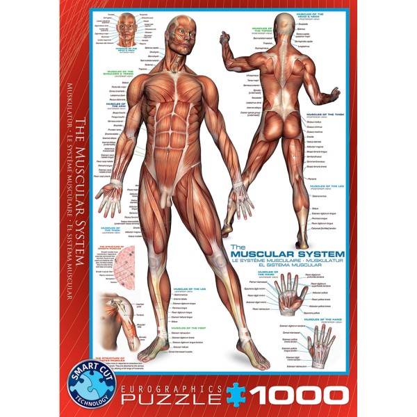1000 pieces puzzle: Muscular system - EuroG-6000-2015