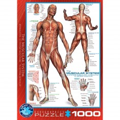 Puzzle 1000 pièces : Système musculaire