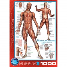 Puzzle de 1000 piezas: sistema muscular