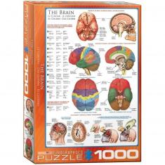 1000 pieces puzzle: the brain
