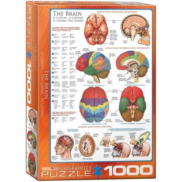 Puzzle 1000 pièces : Le cerveau - EuroG-6000-0256