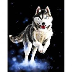Paint by numbers Husky - without frame