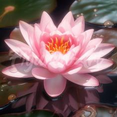 Mini Diamond Painting DP-SFA195-Y Pink Water Lily 25x25 round diamond framed canvas - already stretc