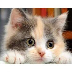 Diamond Painting Little Cat Curious - without frame